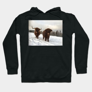 Scottish Highland Cattle Cow and Calf 1854 Hoodie